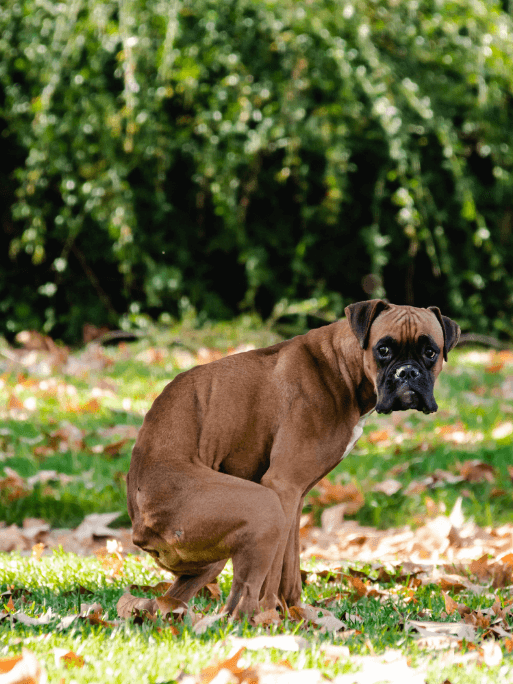 alt text = "boxer breed of dog going poop"
