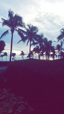 alt text= "palm tree lined sky with setting sun"