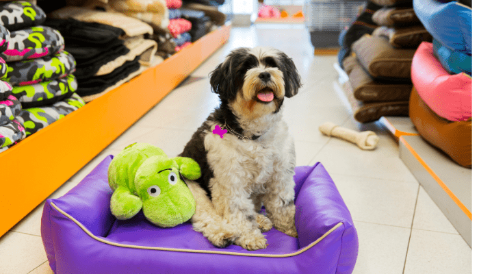 alt="Small dog testing out a bed at a South Florida pet supply store.