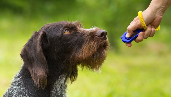 alt=South Florida dog trainers using a clicker for training."