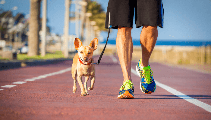 alt="Small tan dog walking on a leash along a pet-friendly trail in Florida."