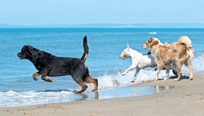 alt="Three large dogs playing on a Florida beach."