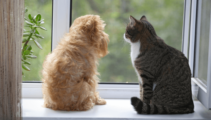 alt="A cat and small dog sitting ion a window sill in a Florida pet friendly 55+ condo."