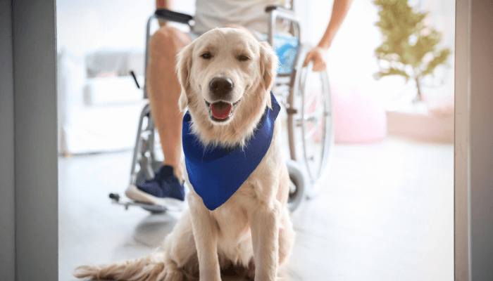 alt="A service dog helping its owner navigate an entry way in a wheelchair."