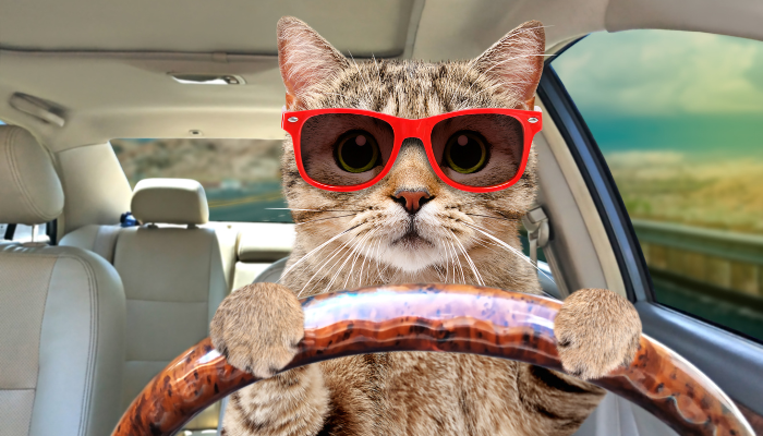 alt="Cat driving a car in sunglasses to signify pet licensing in Broward County."