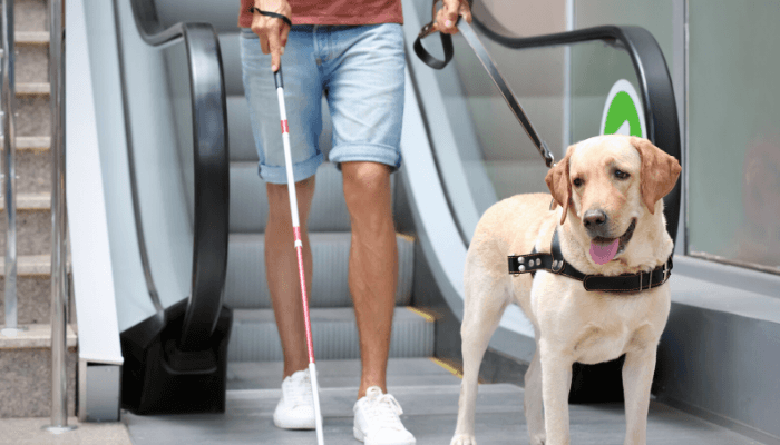 alt="Service dog assisting blind owner on an escalator."