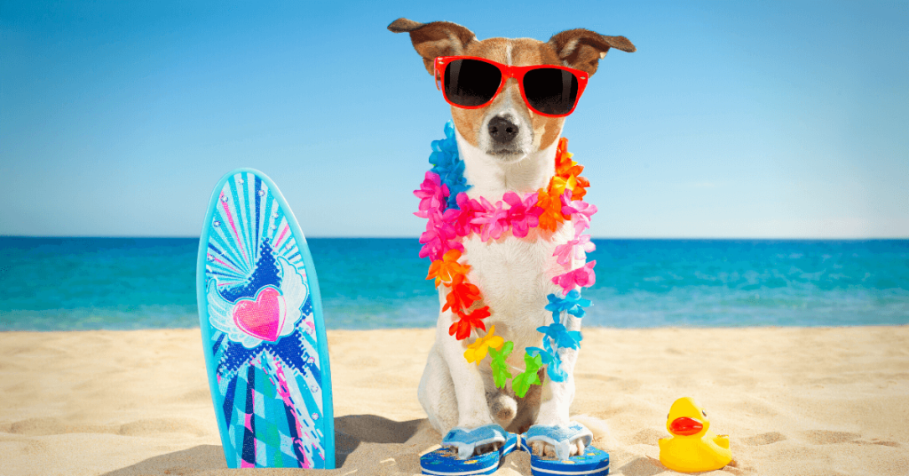 alt="Dig on beach links to best Broward County dog parks"