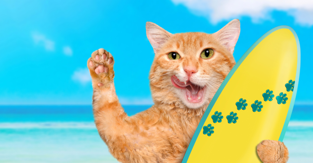 alt="Cat on Florida beach links to tips for moving to Florida with pets"