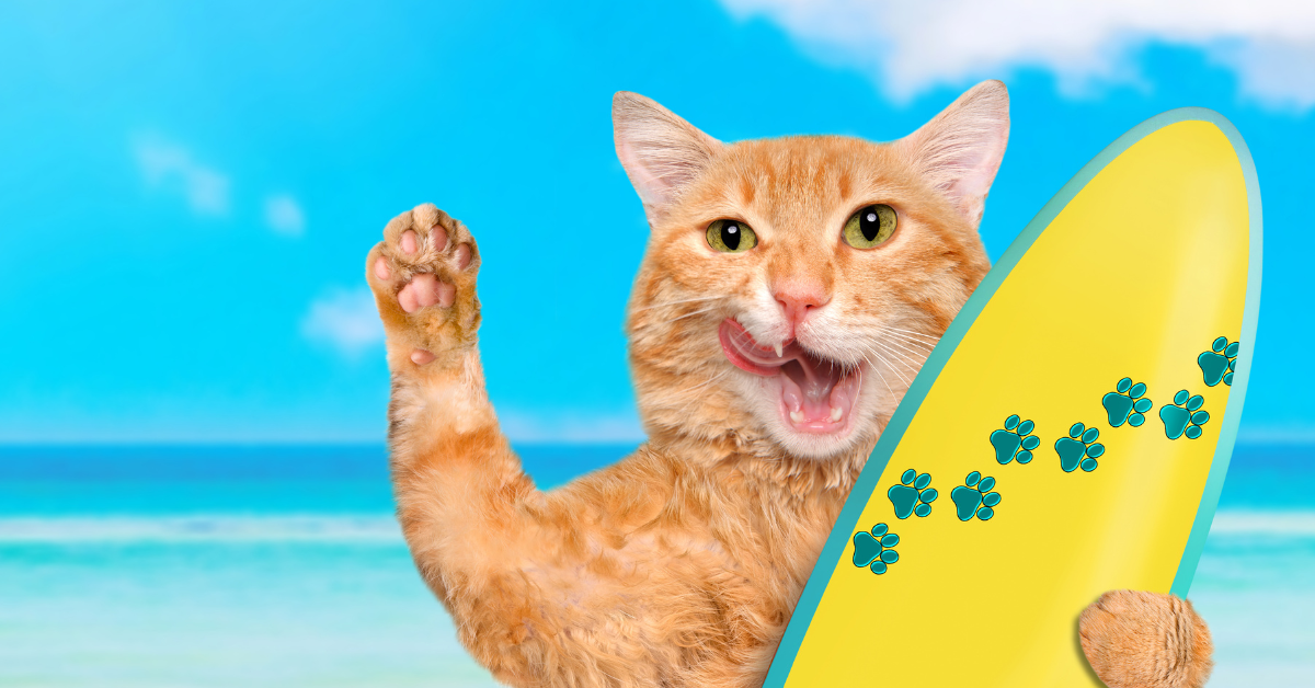alt="Cat on Florida beach links to tips for moving to Florida with pets"