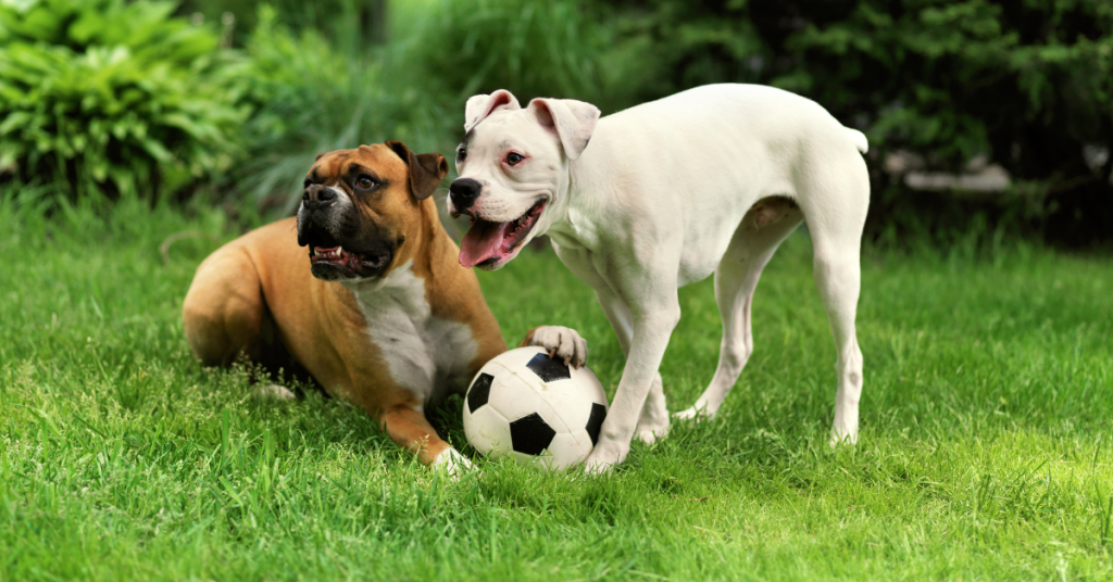alt="Dogs playing links to Palm Beach County dog parks."