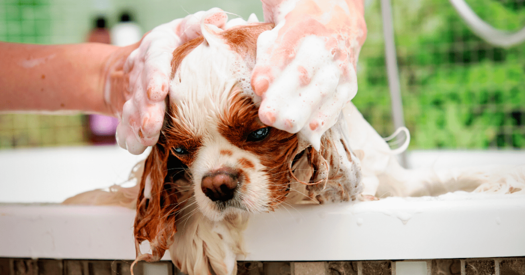 South Florida pet groomers providing professional dog and cat grooming services