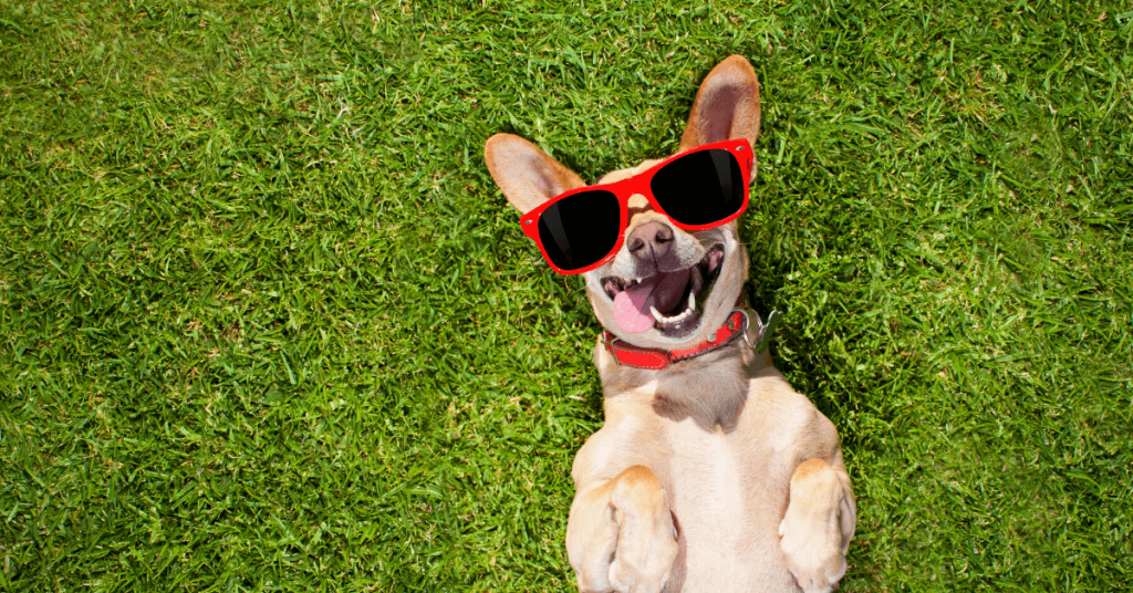 alt="Small white dog wearing sunglasses in a pet-friendly 55+ community in South Florida."