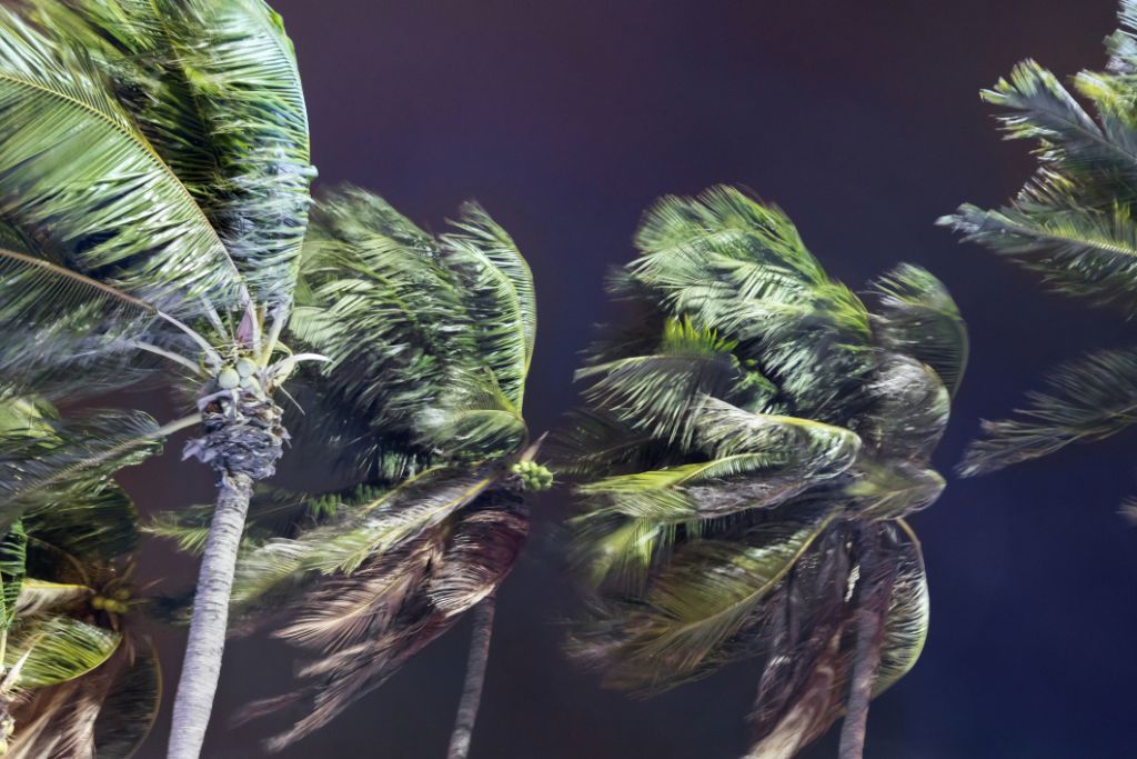 alt="Palm trees in heavy wind links to definition of a wind mitigation inspection"